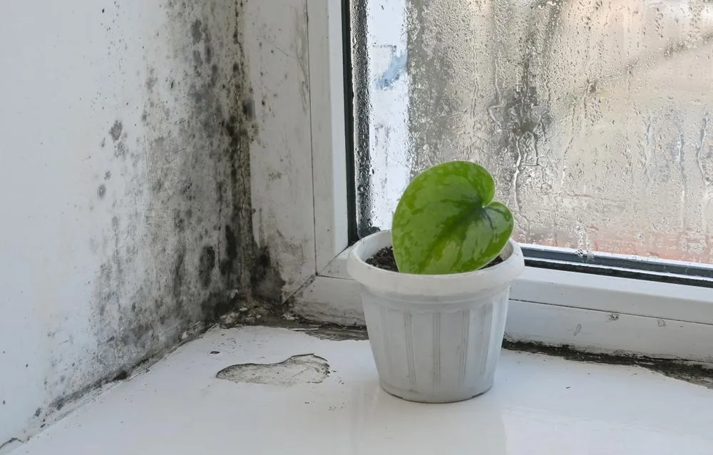 A small green cactus in a white pot sits on a windowsill with visible mold and moisture damage on the surrounding walls and window frame, illustrating poor building conditions.