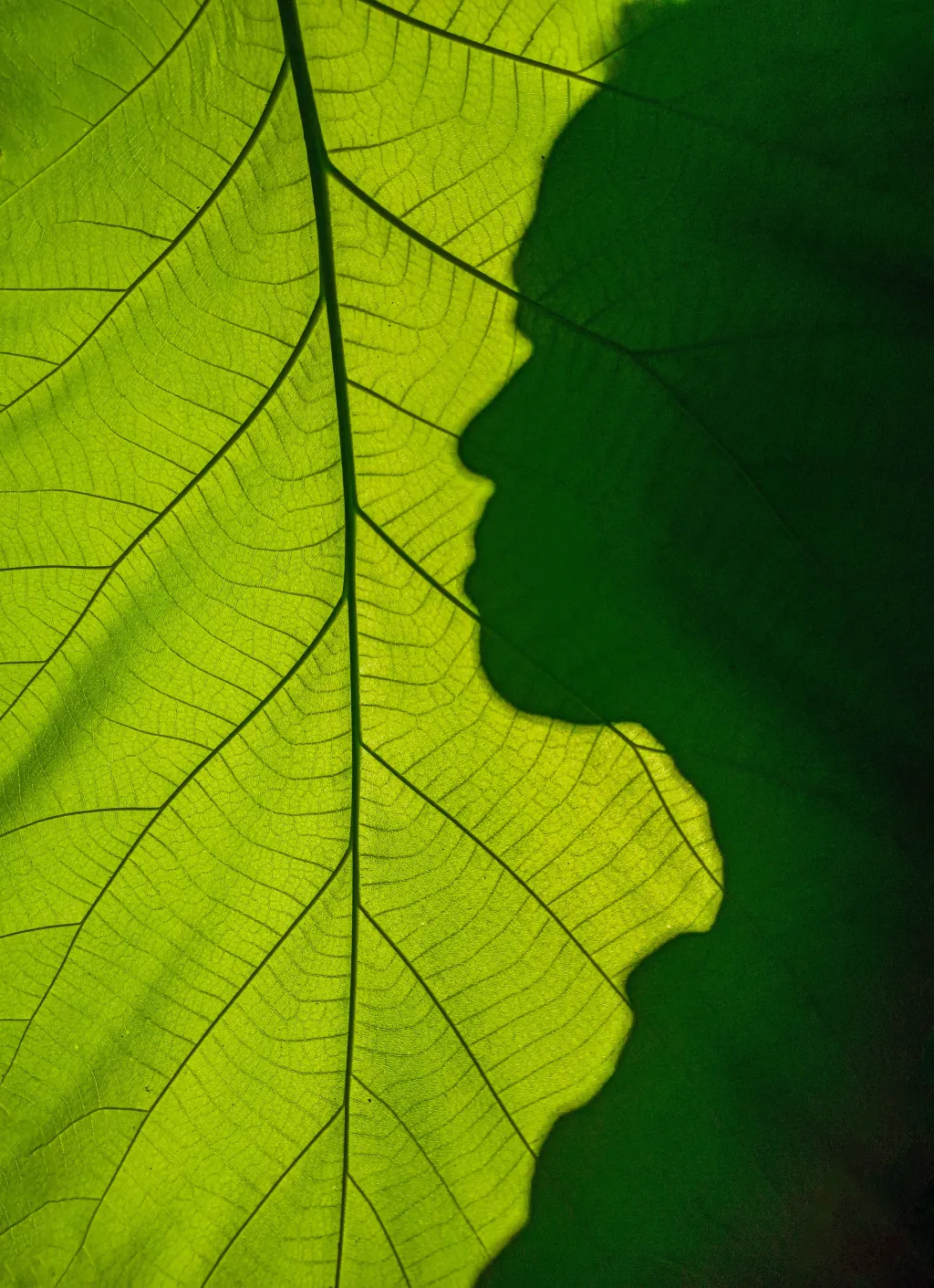 Close-up of a green leaf with a shadow forming the profile of a person’s face.