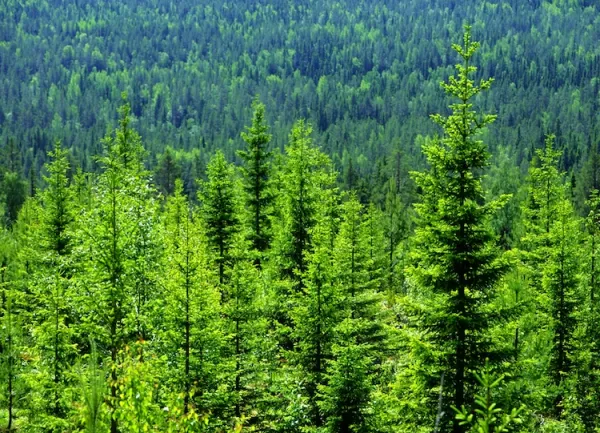 Dense coniferous forest with tall evergreen trees in varying shades of green, displaying healthy woodland spanning across the landscape in multiple layers of depth.